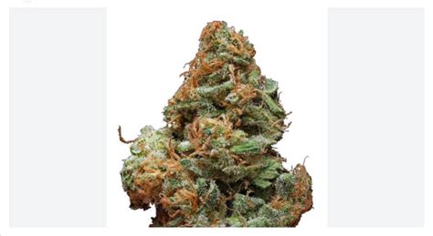 burberry kush testo|Burberry Marijuana Strain Information & Reviews .